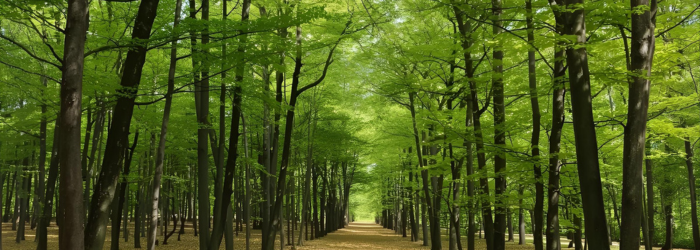 family folgen und den H&ouml;rerwald unterst&uuml;tzen